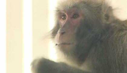 街なかに“サル”出現　専門家は「ハナレザルか…」　エサがあると居つくので「ごみの管理」にご注意を【大阪発】