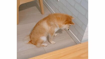 「そんなに思いつめなくても」イタズラして怒られた柴犬が壁に向かって反省…いつものことなのか飼い主に聞いた