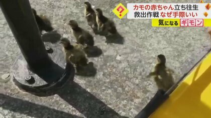 【ビル屋上から】立ち往生の”カモ親子”　住民がヒナ7羽を救助し手際良く“新居”へ　引っ越し手伝いは今回で6回目　英