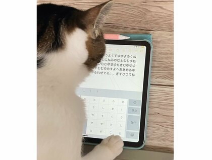 「邪魔しちゃいけないな」飼い主のiPadで“仕事”に励む猫がかわいい…毎日こんなに忙しそう？飼い主に聞いた