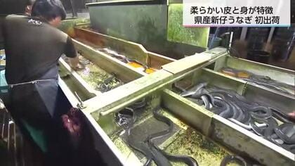 皮も身も柔らかい「新仔うなぎ」出荷スタート　シラスウナギ豊漁で市場価格は去年より3割安くなる見込み
