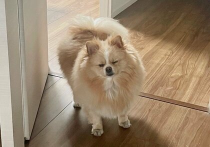 「寝てたらいいのに」飼い主に合わせて“一応”起きてくる犬が健気…目をショボショボさせても起きる理由を聞いた