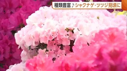 高さ3m超も！？種類豊富なシャクナゲとツツジが見頃迎える「花のすごさ感じて」 新潟県立植物園