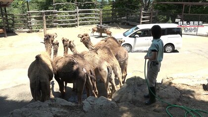 異例“フライング猛暑”にラクダも“夏バテ”!?｢キレイに整列水浴び｣