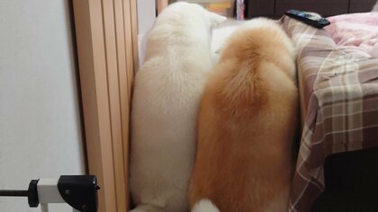 「後ろ姿モコモコ」秋田犬2匹が部屋の隙間にぎゅうぎゅう…どんな状況だったのか飼い主に聞いた