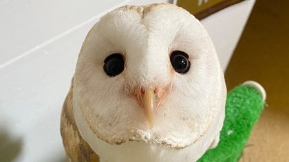 飼育員どよめく…雄のはずのフクロウが「卵を産みました」!? “性別間違い”のワケを動物園に聞いた｜FNNプライムオンライン