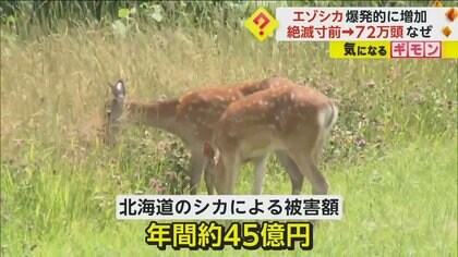 毎年2割増しくらいで増える」絶滅寸前だったエゾシカが現在は72 毎年2割増しくらいで増える」絶滅寸前だったエゾシカが現在は72