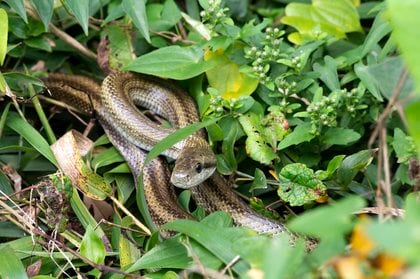 実家の庭で見つかったのは大きな“ヘビの抜け殻”! どんなヘビなのか専門家に聞いてみた｜FNNプライムオンライン