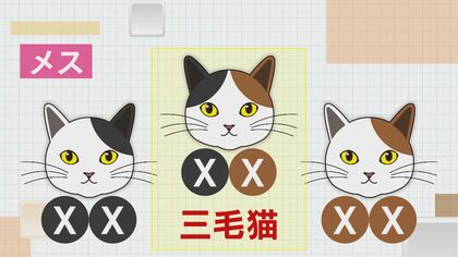 三毛猫を巡る60年に渡る“謎”の正体に迫る 「三毛猫はなぜほぼメスな