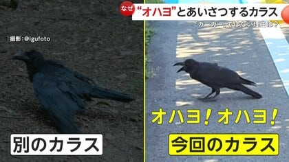 オハヨ！オハヨ！」賢い“あいさつ”カラス登場に撮影者「知り合いかと