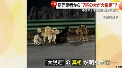 全中国が泣いた?SNSで拡散“7匹の犬が大脱走” 臆測で生成AI動画や“密売
