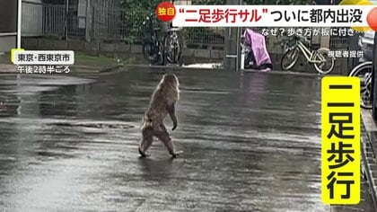 独自】“左手のないサル”が都内に…先週は埼玉で相次いで目撃 歩き方も二