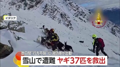 標高2500mの雪山で“ヤギ37匹”が遭難…数日間“行方不明”も救助隊と雪道を行進“見事な統率”で生還　イタリア