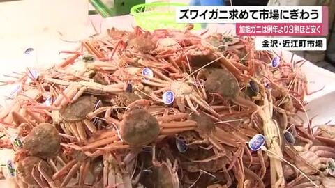 初物の『ズワイガニ』求め近江町市場にぎわう…加能ガニは例年より３割ほど安く