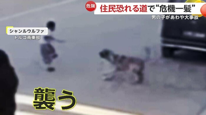 突然男の子に襲い掛かる犬(IHA)