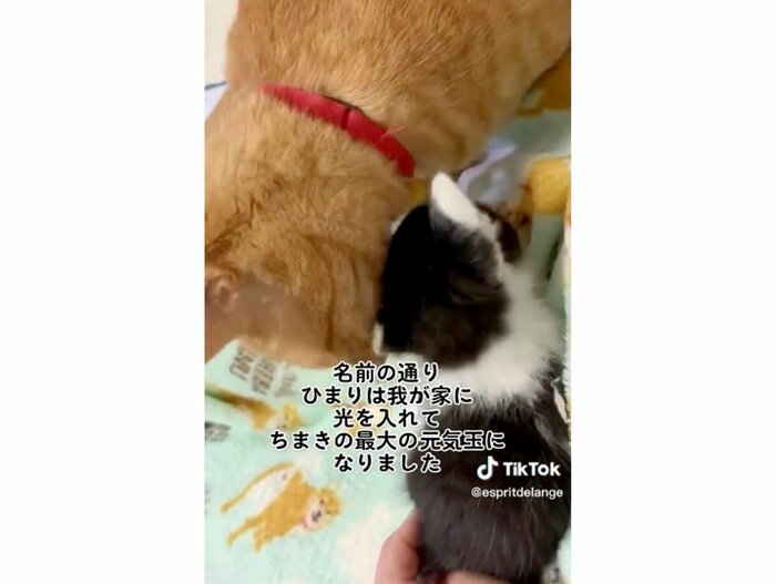提供:エンとちぃさん