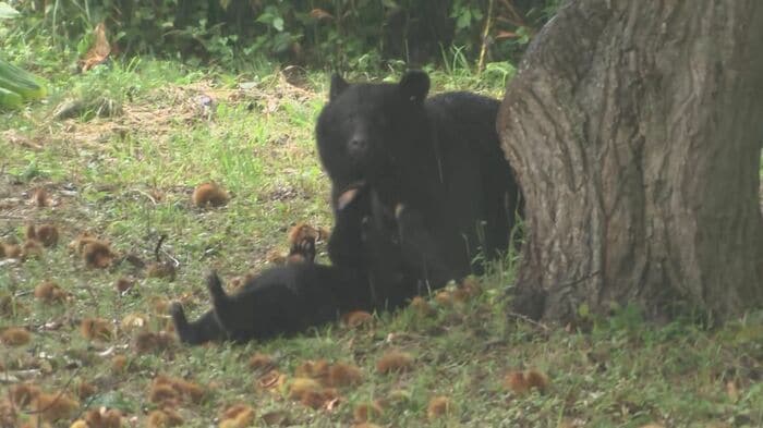 クマが八幡平市の安代中学校からわずか50m離れた場所に出没