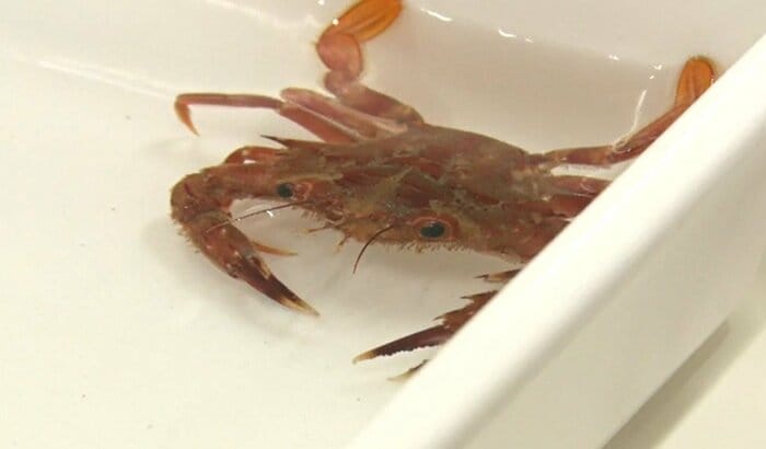 「ベニイシガニ」とみられる個体