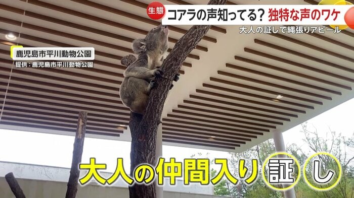 木に登り鳴き声を出すコアラ