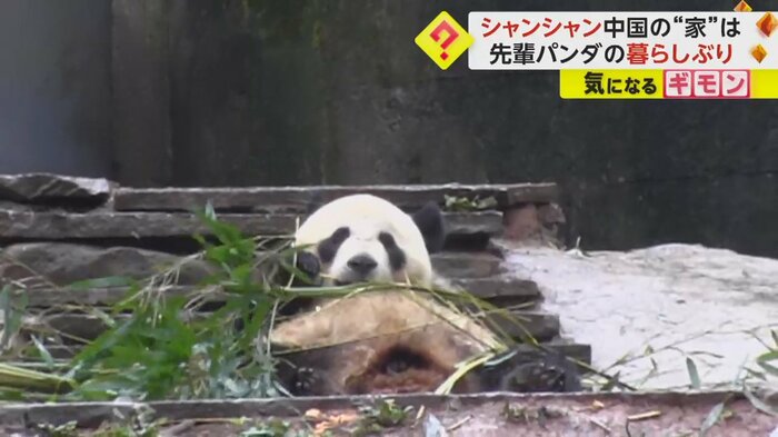 あおむけでササを食べているパンダ