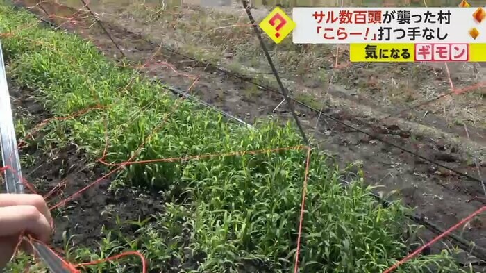 畑に張られたネットが壊されている
