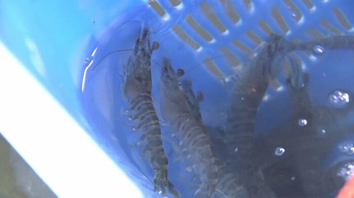 養殖中のクルマエビ