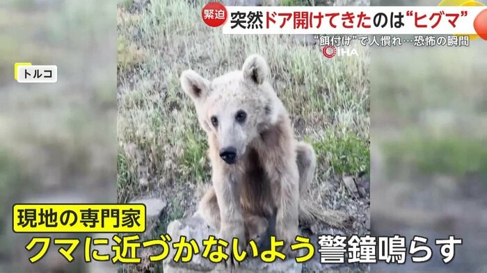 トルコでもクマとの距離に注意喚起