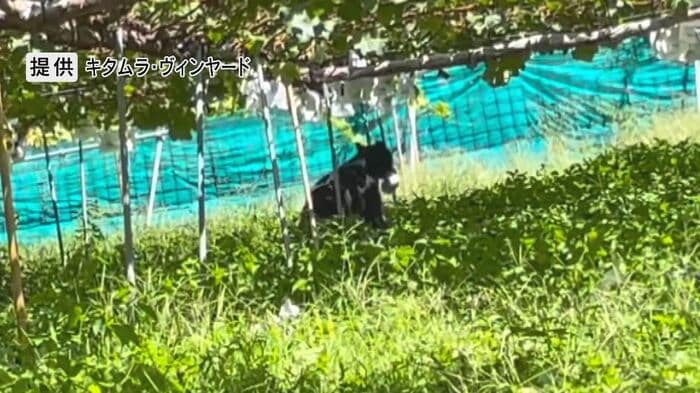 ブドウ畑で被害 提供:キタムラ・ヴィンヤード