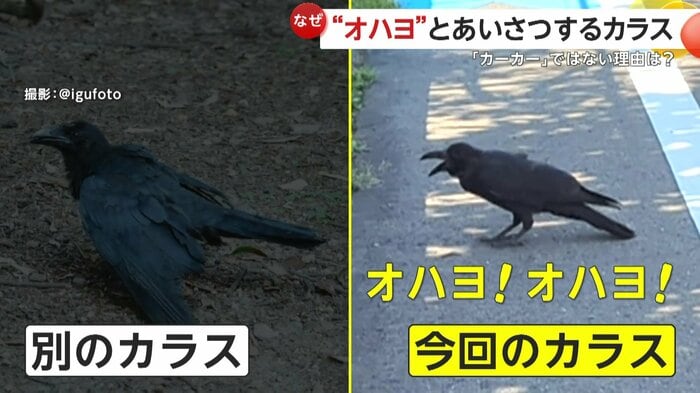 普段の鳴き方とはまったく違う声を出すカラス