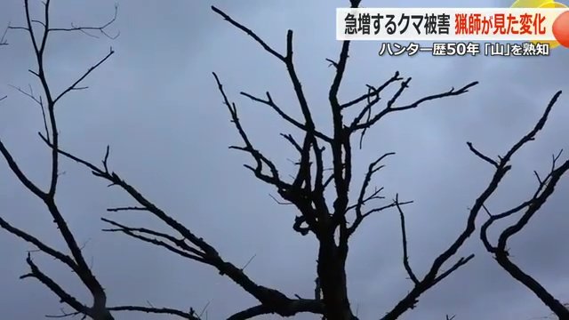 枯れてしまった大木