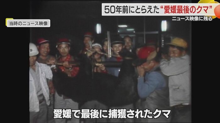 小田町で1972年に捕獲されたツキノワグマ