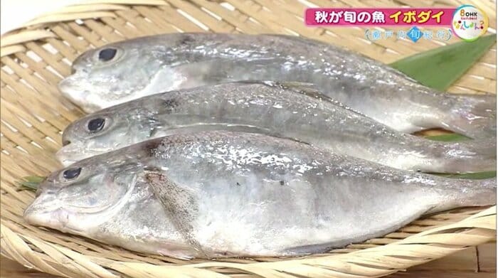 イボダイ