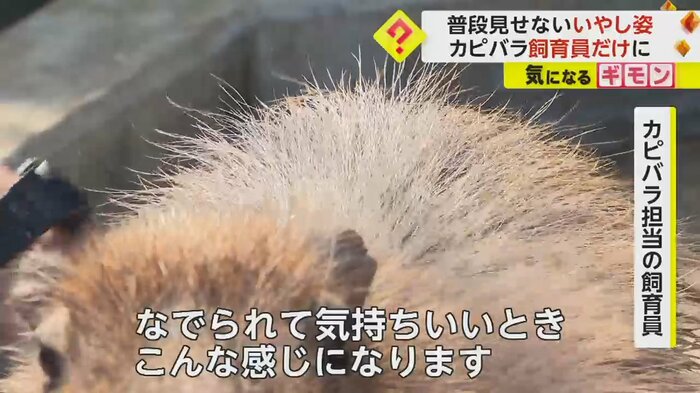カピバラの毛が逆立っている