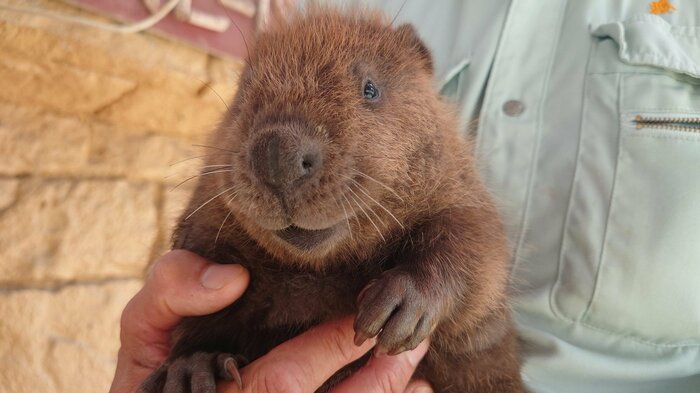 回収された赤ちゃんビーバー 画像提供:甲府市遊亀公園附属動物園