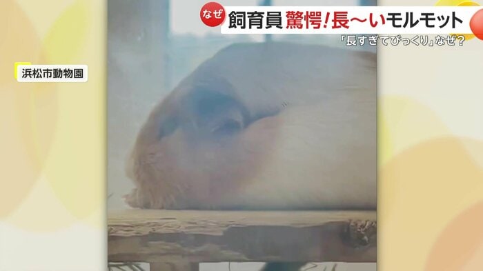 リラックス中のなつみくん(提供:浜松市動物園)