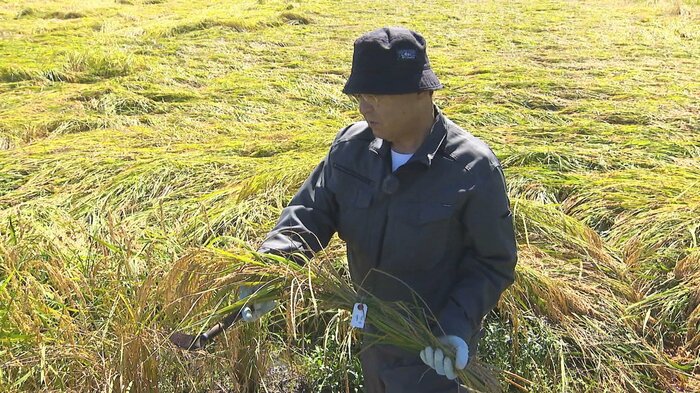 コメの検査を行う新潟大学・三ツ井敏明 特任教授
