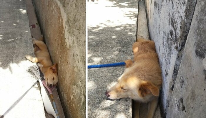 左はまだ小さかった頃の大吉くん。今ではこんなに大きく…