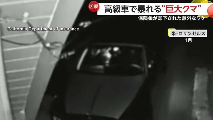 車内で暴れるクマとみられる黒い塊
