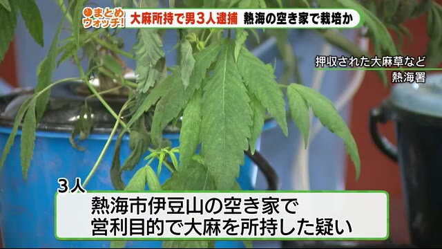 「大麻草29本」空き家で栽培か 会社員ら3人逮捕 静岡・熱海市