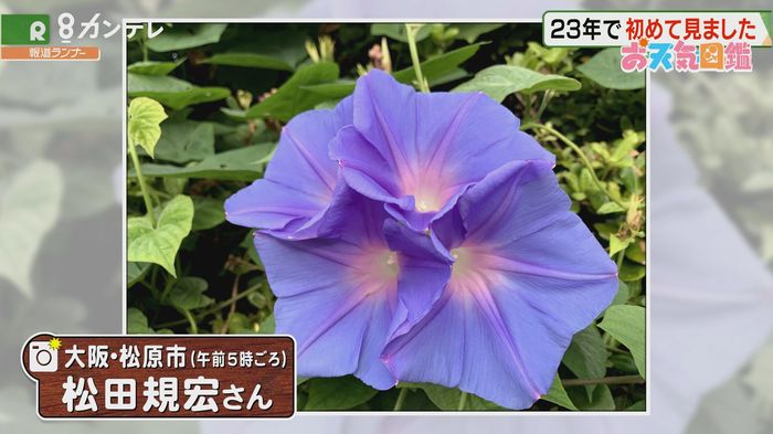 【お天気図鑑】23年目で初めて見ました(大阪・松原市)