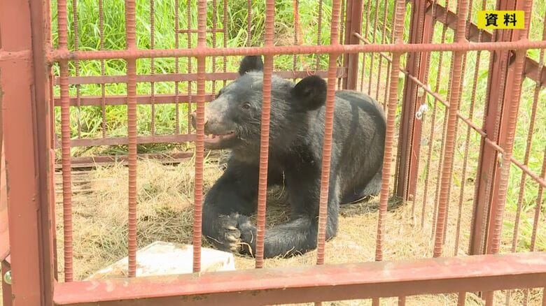 愛知でも出没注意…ツキノワグマのエサとなるドングリが全地点平均で3年連続の“凶作” 15日までに目撃情報14件｜FNNプライムオンライン