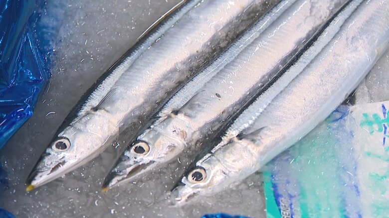 秋の味覚“サンマ”豊漁のワケ…近年減少傾向も北海道・根室市での水揚げ量は去年の10倍以上に！サイズ大きく価格も3割ほど安く｜FNNプライムオンライン