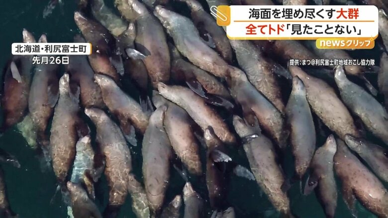 約100頭!海面ぎゅうぎゅうにトドの大群 繁殖期のニシン狙い集結か この季節だけの貴重な光景 北海道|FNNプライムオンライン