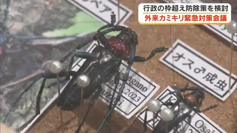 観光や農業に被害が…岡山後楽園で県内初確認「クビアカツヤカミキリ」拡大防止へ県が緊急対策会議【岡山】｜FNNプライムオンライン