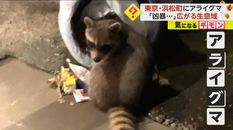 「かわいくて…」でも実は凶暴？　東京・浜松町の神社に“アライグマ”　捕獲例ない場所に出現　都心で生息域を拡大か｜FNNプライムオンライン