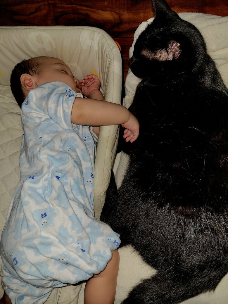 提供：仔猫を拾ったので