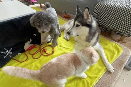 提供：犬と猫の親バカ日記さん