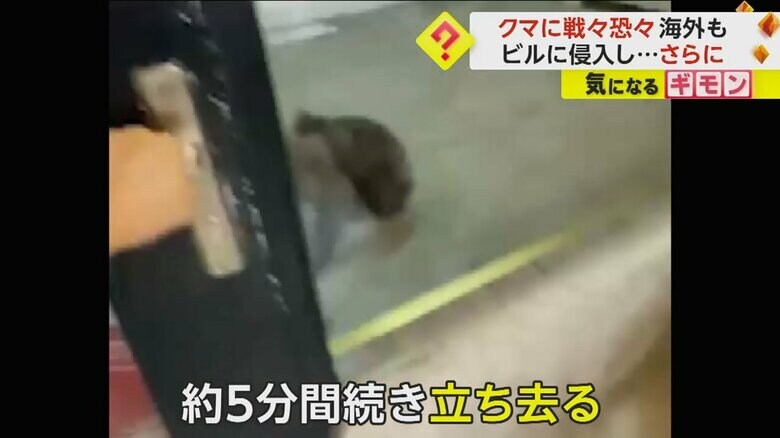 人が逃げ込んだ店のガラスのすぐ外にいるクマ