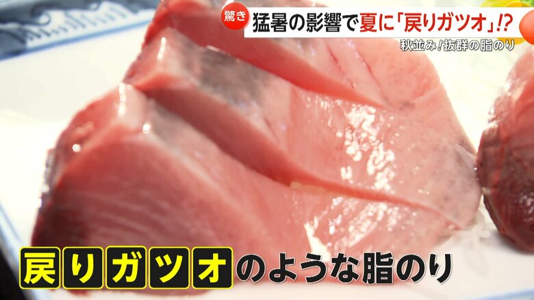 戻りガツオのように脂がのったカツオの刺身