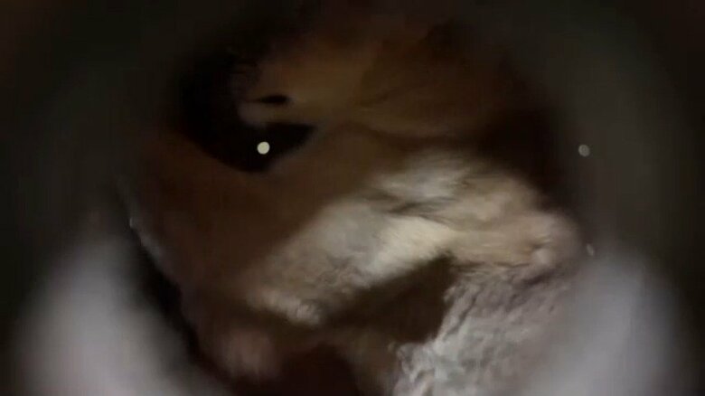 ロシアから北朝鮮に動物が贈られる様子